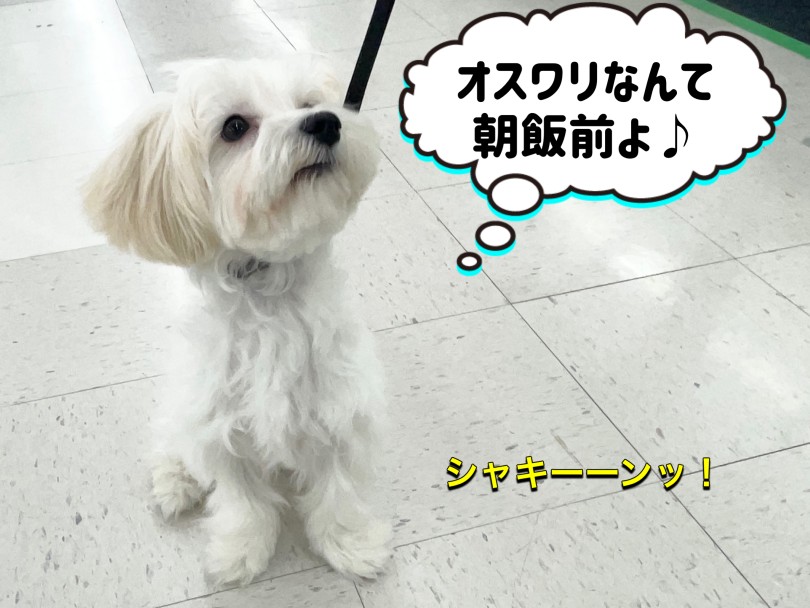 ご飯の前はちゃんとオスワリして待っててくれるお利口さんです♡ | MIX犬 マルプー (6131204) - 本羽田店