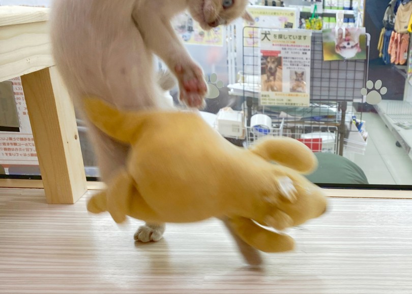 トンキニーズの性格は遊び好きな子が多い | トンキニーズ （06-18） - 横浜 大倉山店