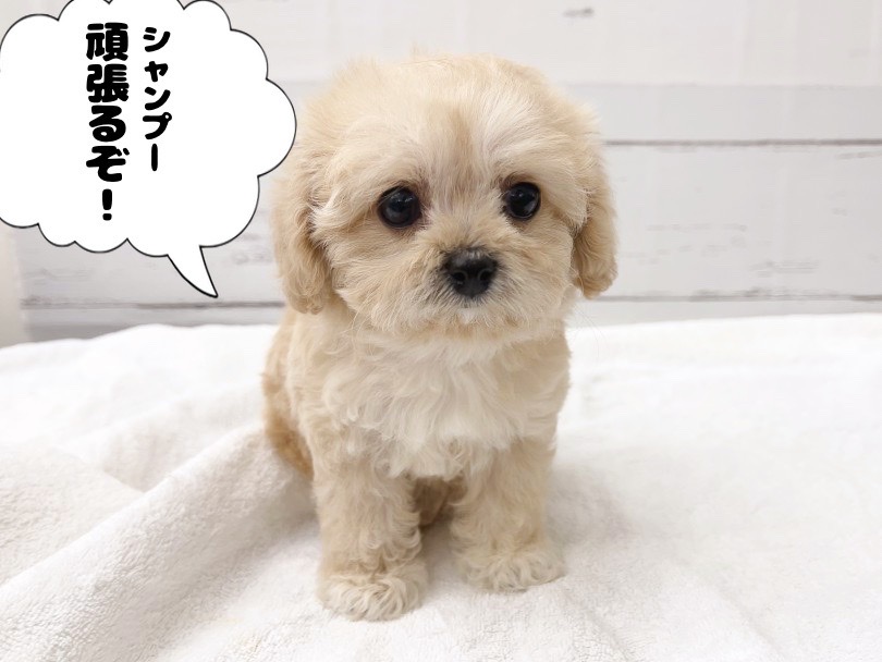 初めてのシャンプーに挑戦です！ | MIX犬 キャバプー （05-11） - 本羽田店