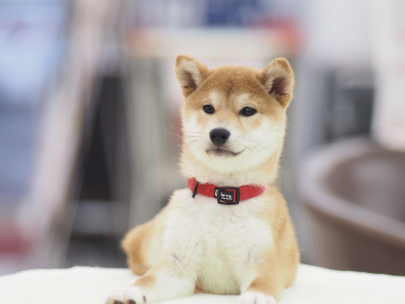 お店では、お散歩練習や首輪・リードに慣れてもらうトレーニングを開始します | 柴犬お迎えガイド＆育てるポイント - 横浜 大倉山店