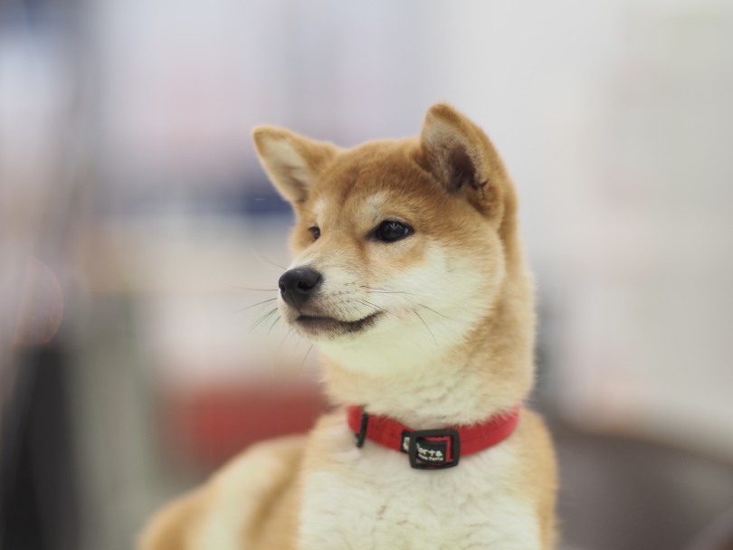 柴犬ちゃんが安心するお家作りはライフスタイルに合わせて！ | 柴犬お迎えガイド＆育てるポイント - 横浜 大倉山店