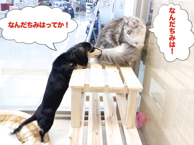 サイベリアンちゃんと過ごしております♪ | カニンヘン・ダックスフント （6131212） - 横浜 大倉山店