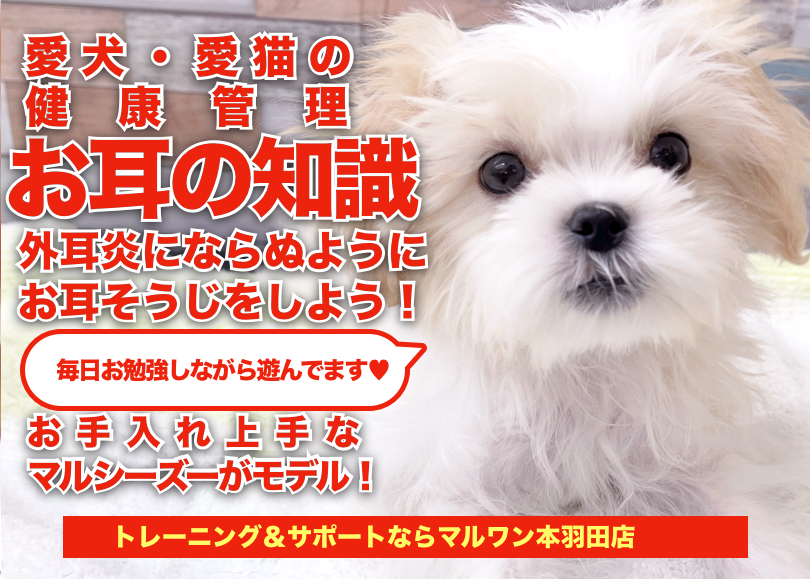 【 愛犬＆愛猫の健康管理 】早期発見のために知っておこう！お耳のお手入れ事情