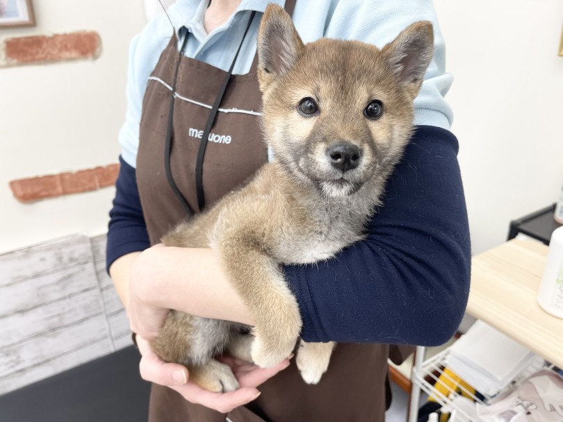 この顔で見つめられたら何でも許しちゃいそう♡ | 柴犬 （05-6） - 本羽田店