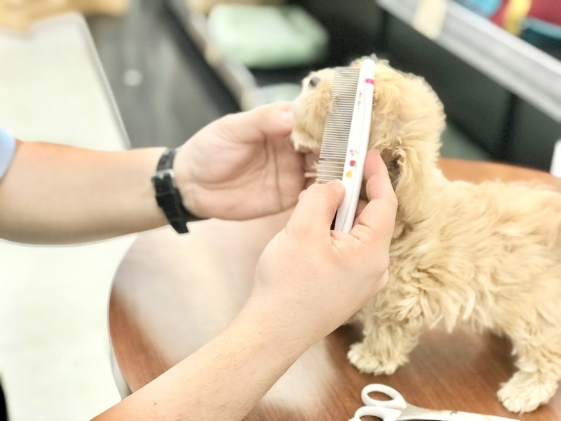 トリミングに慣れる練習 | MIX犬 マルプー (10-7) - 東日暮里店
