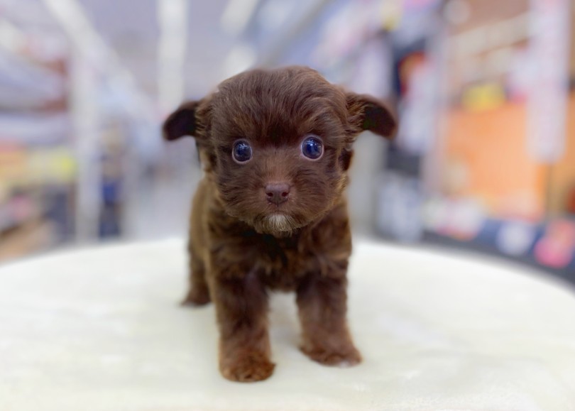 立ち耳になるのか…たれ耳になるのか…変化があるのはMIXならではのお楽しみ | MIX犬 チワプー （06-24） - 横浜 大倉山店