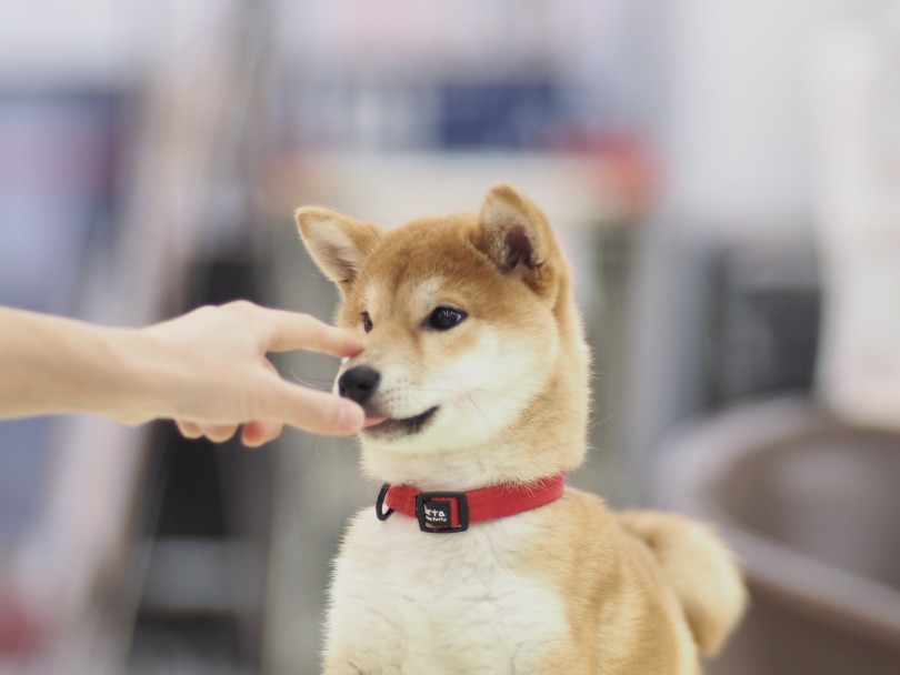 フレンドリーな子になってほしかったらたくさん交流を多くもつ | 柴犬お迎えガイド＆育てるポイント - 横浜 大倉山店