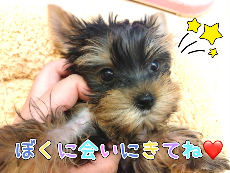 容姿良し、性格良しのまさにパーフェクトなヨーキーちゃん | ヨークシャーテリア （04-16） - さいたま 武蔵浦和店