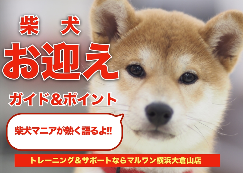 【 柴犬 】お迎えガイド＆育てるポイントを柴犬マニアが熱く語ります！