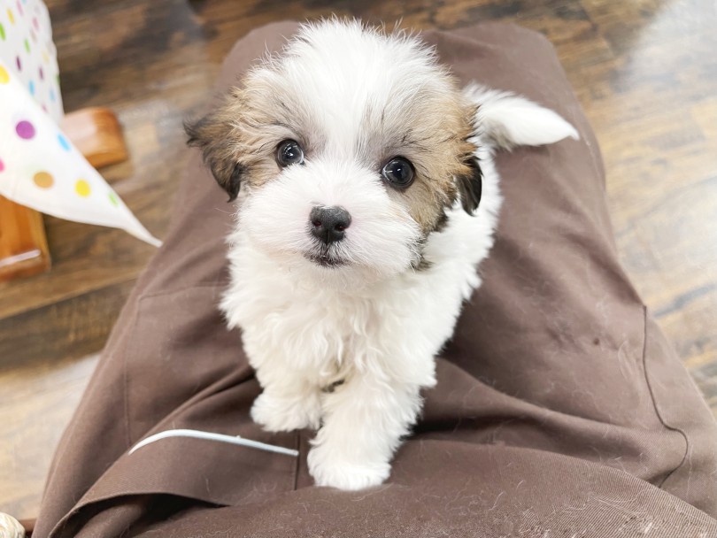 ご来店の際には絶対に膝の上に乗せて、頭を撫でてあげて下さいね❤︎ | MIX犬 マルジャック （18-48） - 横浜 元町店