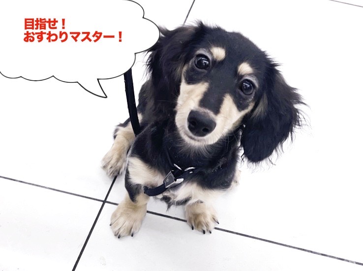 オスワリもマスターできるように成長しております！ | カニンヘン・ダックスフント （6131212） - 横浜 大倉山店