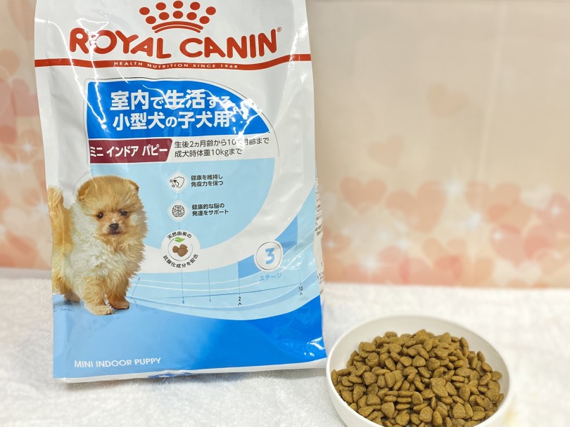 ごはんは1日2回！カリカリでOK！！ | 柴犬お迎えガイド＆育てるポイント - 横浜 大倉山店