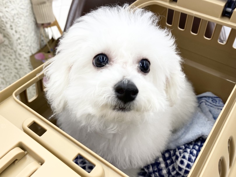 きれいになって可愛さマシマシなビビちゃん♡ | 初めてでも安心！我が子をもっと可愛くお手入れ！ - 横浜 大倉山店