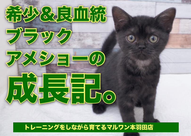 【 アメリカンショートヘア 】生後78日の人馴れ＆健康安定にゃんこの成長記！