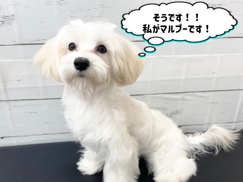 生後7ヶ月を迎えてさまざまなトレーニングをマスター | MIX犬 マルプー (6131204) - 本羽田店
