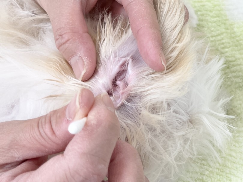 汚れている場合は綿棒でお掃除してあげましょう | 愛犬＆愛猫の健康管理 お耳のお手入れ事情 - 本羽田店