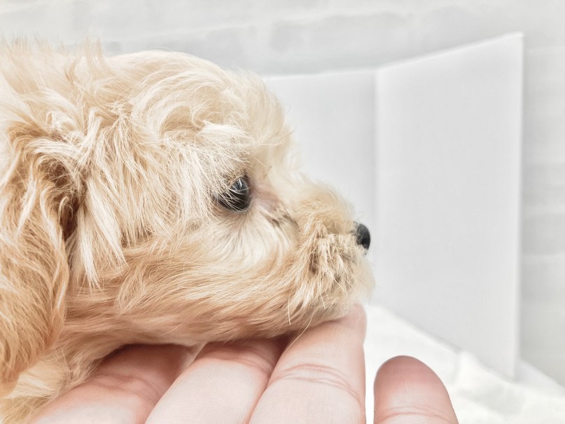 まずはお気軽にご来店くださいませ! | MIX犬 マルプー (10-7) - 東日暮里店