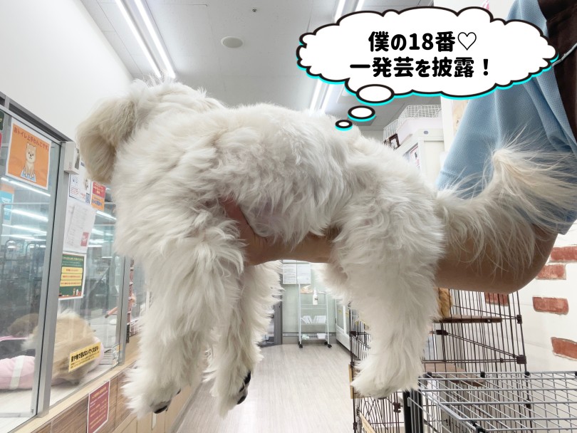 女性の方でもスッと抱っこができてしまう | MIX犬 マルプー (6131204) - 本羽田店
