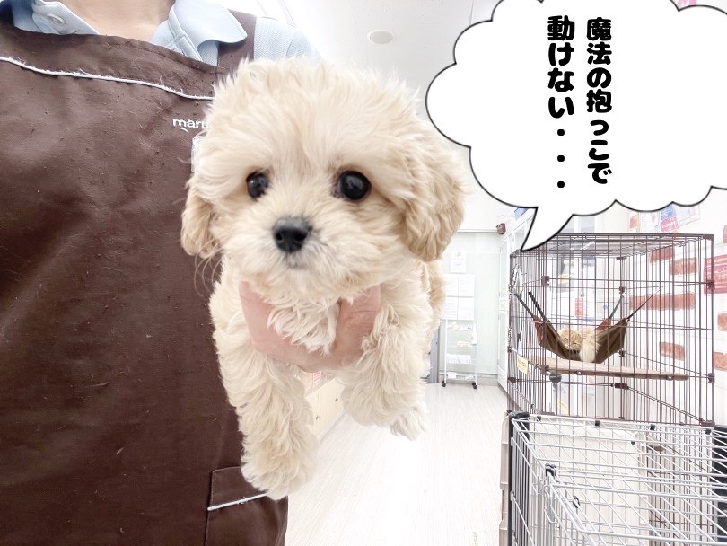 魔法の抱っこ！完璧！！ | MIX犬 キャバプー （05-11） - 本羽田店