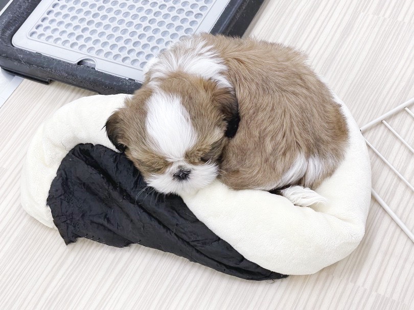 こんな寝姿、反則級の可愛さですね♪ | シーズー (07-22) - 横浜 鶴見店
