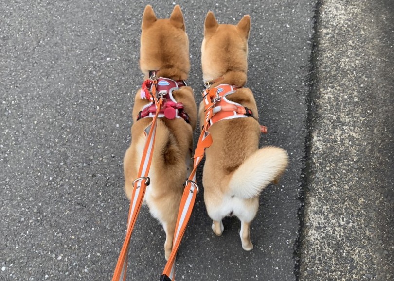 喧嘩になってしまう状況を把握して防ぐことが何より大切 | 多頭物語 柴犬＆柴犬との多頭生活 - 横浜 大倉山店