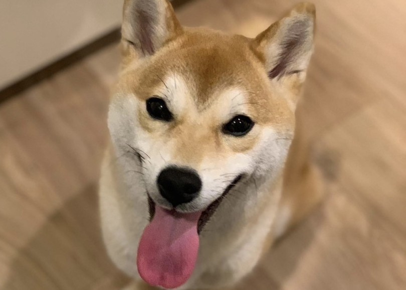 多頭飼いを決めたエピソード | 多頭物語 柴犬＆柴犬との多頭生活 - 横浜 大倉山店