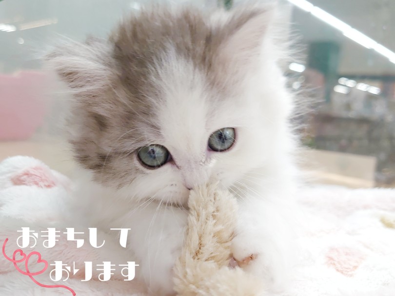 大人気の猫種、人気のカラーとなりますのでご家族が決まるのも時間の問題かも | ミヌエット （04-23） - さいたま 武蔵浦和店