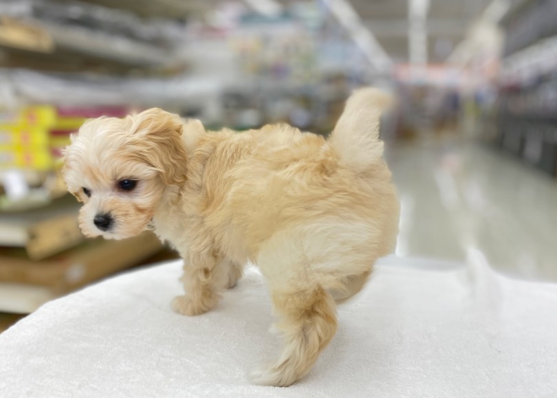 どんなことでもお気軽にご相談ください | MIX犬 マルプー （06-27） - 横浜 大倉山店