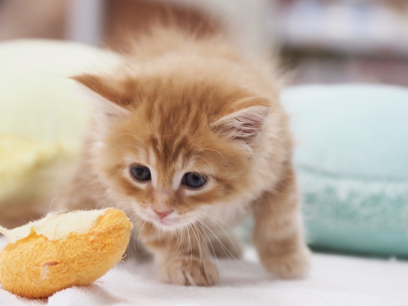 「猫じゃらしで遊んではいけない」 | メインクーン （05-22） - 本羽田店