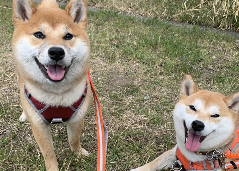 仲良くなるために意識したこと | 多頭物語 柴犬＆柴犬との多頭生活 - 横浜 大倉山店