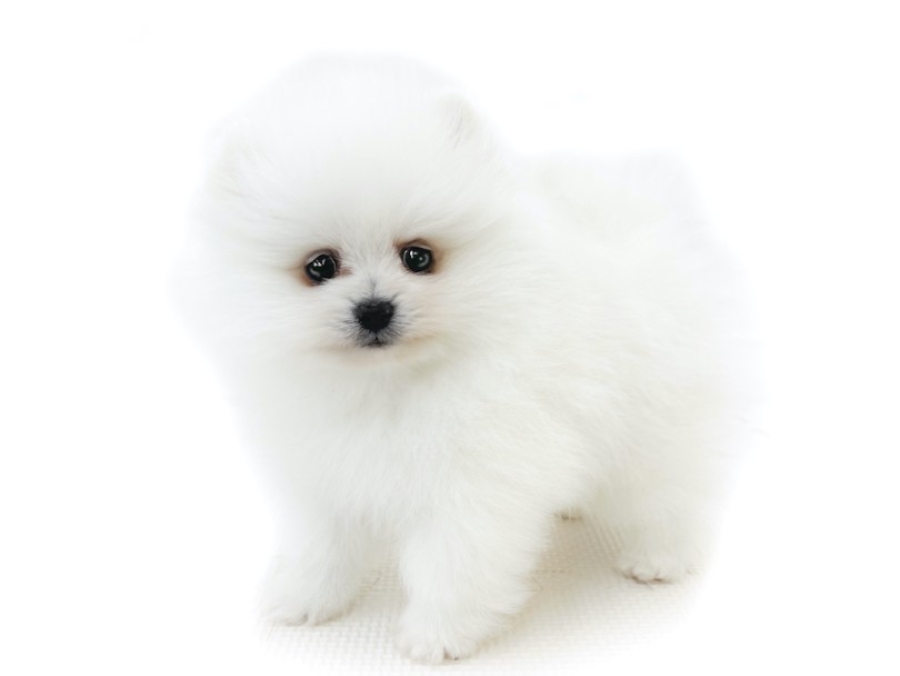 白たぬきポメの子犬感あふれるルックス | ポメラニアン （08-28） - 大和 相模大塚店