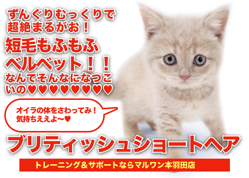 【 ブリティッシュショートヘア 】驚愕の丸顔！クリーミーなずんぐりむっくり登場！