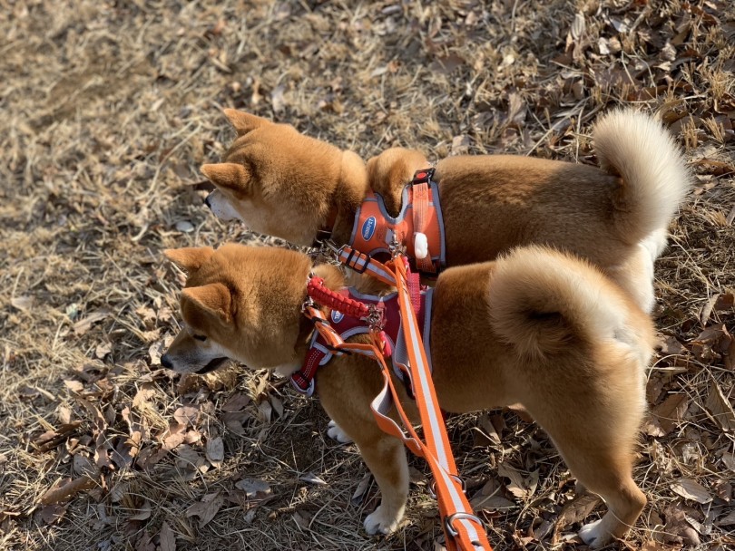 一緒に散歩に行くのに欠かせない肩掛けリード | 多頭物語 柴犬＆柴犬との多頭生活 - 横浜 大倉山店