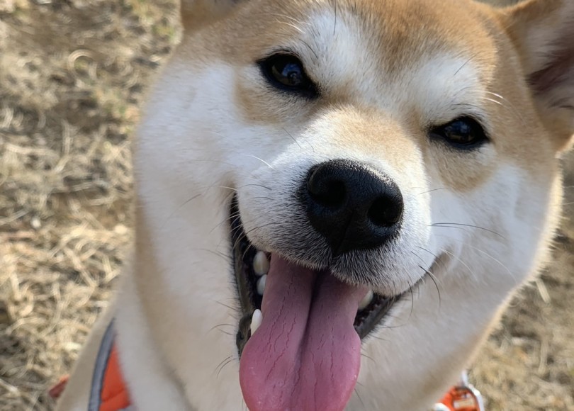 先住犬への接し方で気をつけたことやポイント | 多頭物語 柴犬＆柴犬との多頭生活 - 横浜 大倉山店