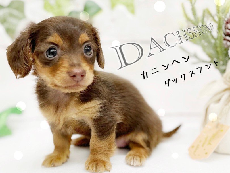 【 カニンヘンダックスフント 】大人気チョコタンダックスちゃんが登場！