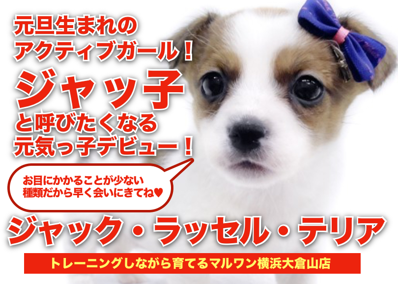 【 ジャックラッセルテリア 】頭のてっぺんにドットマークの元旦生まれの姫様登場！