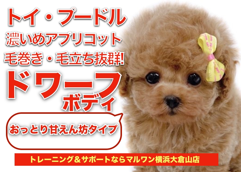 【 トイプードル 】濃いめアプリコット！毛量・毛巻き抜群のドワーフボディ！