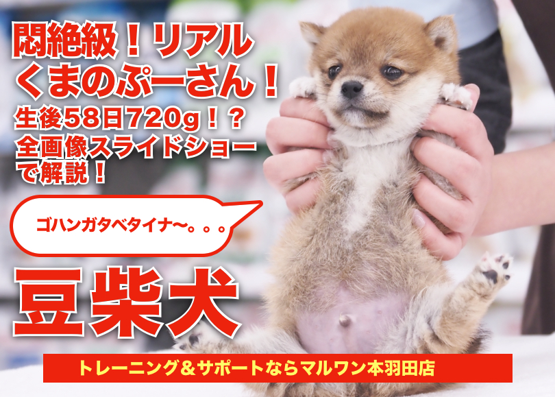 【 豆柴 】生後58日目で体重が720g！リアルぷーさんがやってきた！