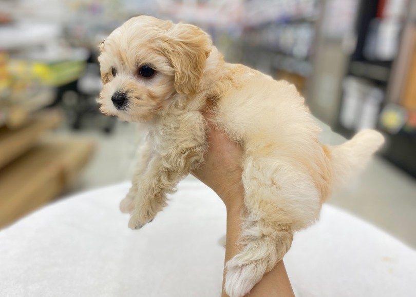 元気な子の一瞬でおとなしくなる魔法の抱っこ！ | MIX犬 マルプー （06-27） - 横浜 大倉山店