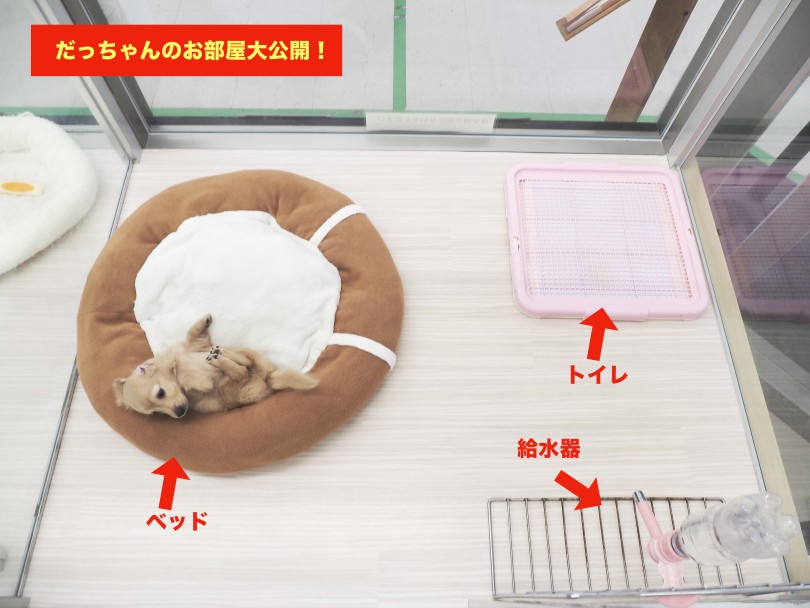 【スタートキット解説】余計なものは買わないように注意です！ | ミニチュア・ダックスフント （05-21） - 本羽田店