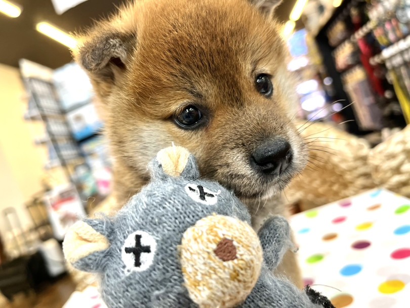 性格は温厚そのもの。「触ってー」と言っているように身を乗り出してくれます。 | 柴犬 （18-69） - 横浜 元町店