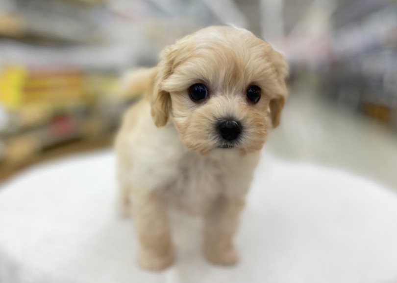 お子様にも扱いやすい丁度いいサイズ感！ | MIX犬 マルプー （06-27） - 横浜 大倉山店