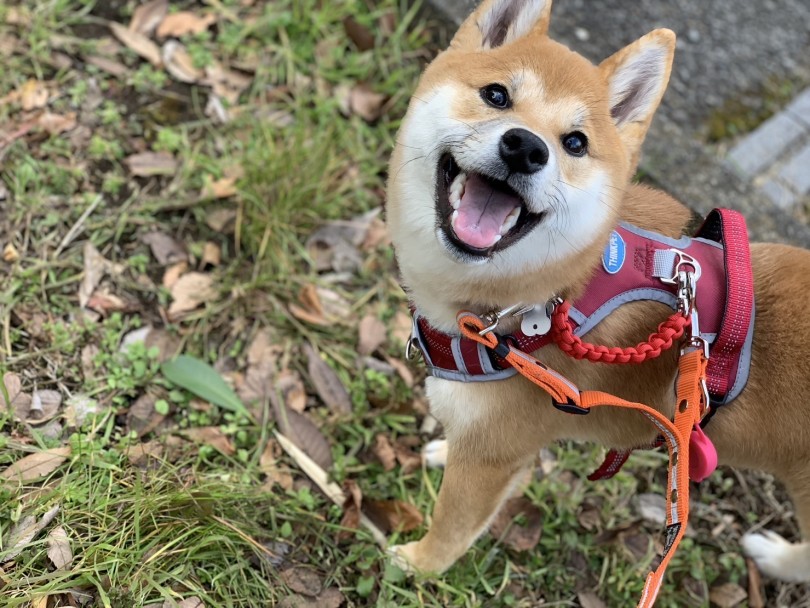 後輩犬への接し方 | 多頭物語 柴犬＆柴犬との多頭生活 - 横浜 大倉山店