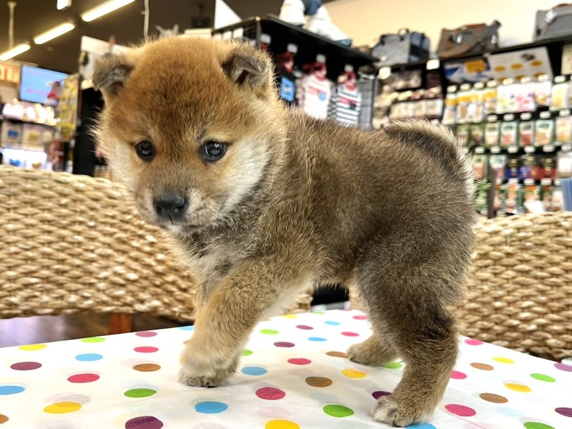 しっかりとした骨格に足の太さはさすが男の子 | 柴犬 （18-69） - 横浜 元町店