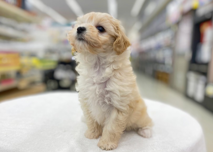 マルプーちゃんお迎え準備 | MIX犬 マルプー （06-27） - 横浜 大倉山店
