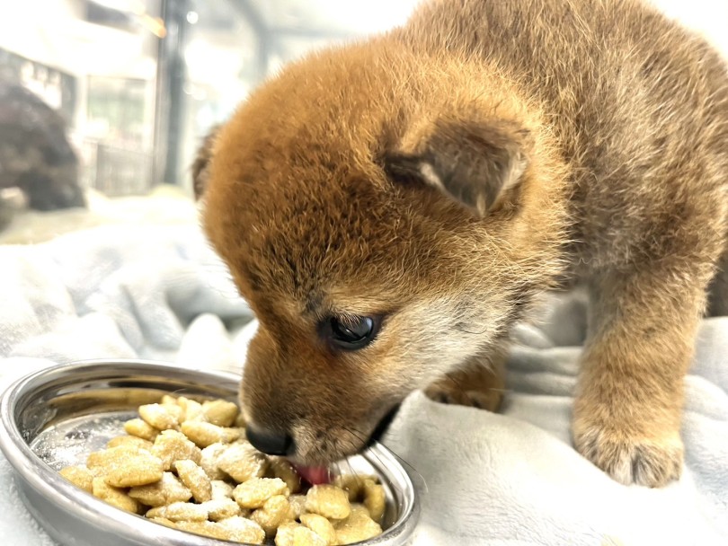 柴犬本来の美しさを作るため、ご飯量をこまめに確認、調整しています | 柴犬 （18-69） - 横浜 元町店