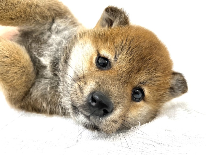 柴ちゃんの小熊っぷりを感じたい方はいますぐ横浜元町店へご来店を！ | 柴犬 （18-69） - 横浜 元町店