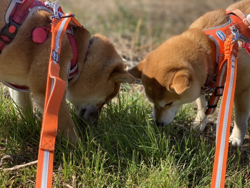 多頭飼いはすごく面白いし楽しい！ | 多頭物語 柴犬＆柴犬との多頭生活 - 横浜 大倉山店