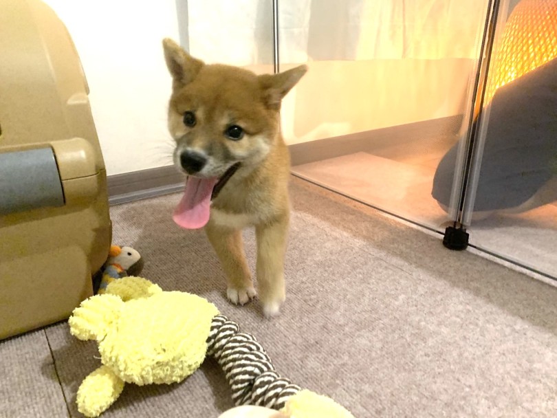 多頭飼いをするにあたって準備したもの | 多頭物語 柴犬＆柴犬との多頭生活 - 横浜 大倉山店