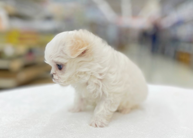 マズルは短いと言うよりもぺったんこ♪ | MIX犬 マルチワ （06-32） - 横浜 大倉山店